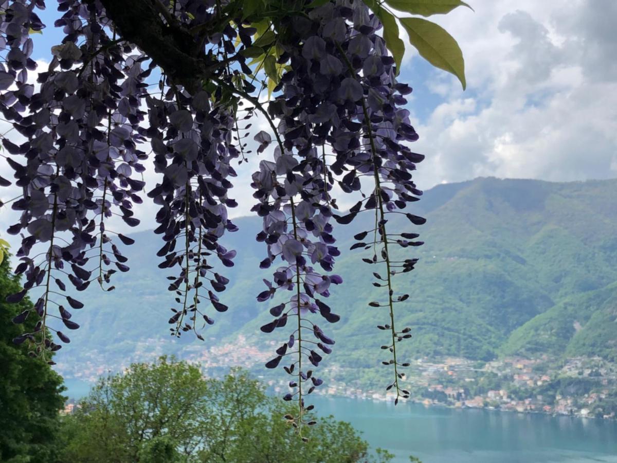 B&B Villa Le Ortensie Faggeto Lario Exterior photo